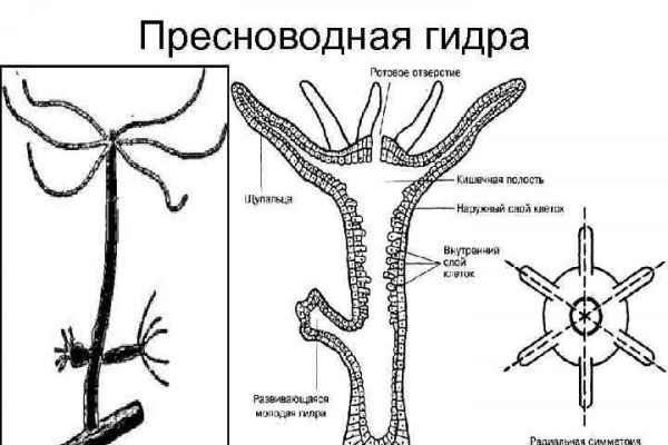 Рабочая ссылка кракен в тор